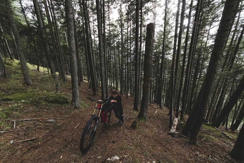 Mountain bikers descending a trail in a spruce forest